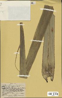 spécimen de Pandanus tectorius