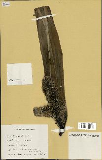 spécimen de Pandanus tectorius