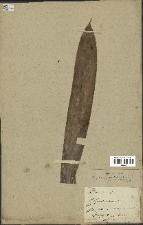 spécimen de Pandanus tectorius