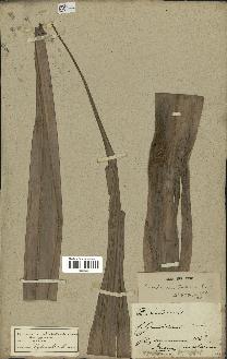 spécimen de Pandanus tectorius