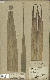 spécimen de Pandanus tectorius