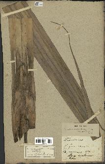 spécimen de Pandanus tectorius