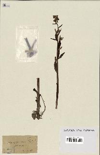 spécimen de Ophrys apifera