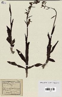 spécimen de Ophrys apifera