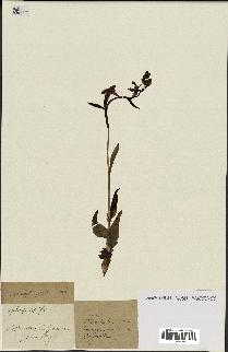 spécimen de Ophrys apifera