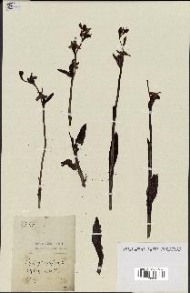 spécimen de Ophrys apifera