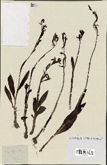 spécimen de Ophrys apifera