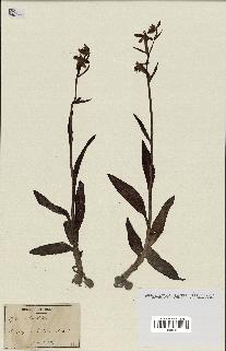 spécimen de Ophrys apifera