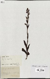 spécimen de Ophrys apifera