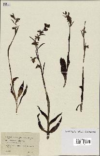 spécimen de Ophrys apifera