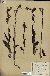 spécimen de Ophrys apifera