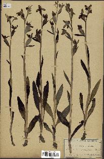 spécimen de Ophrys apifera