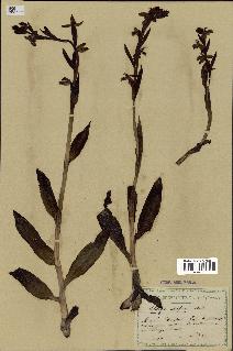 spécimen de Ophrys apifera