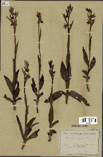 spécimen de Ophrys apifera