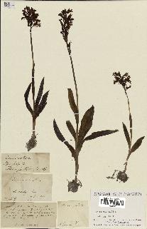 spécimen de Orchis militaris