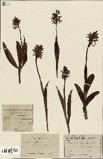 spécimen de Orchis militaris