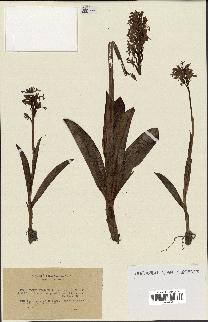 spécimen de Orchis militaris