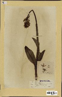 spécimen de Orchis militaris