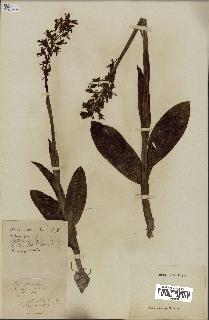 spécimen de Orchis militaris