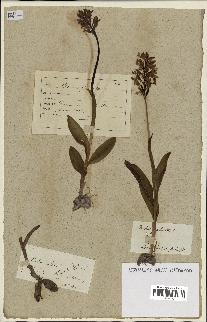 spécimen de Orchis militaris