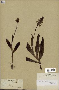 spécimen de Orchis militaris