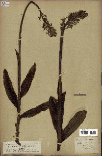 spécimen de Orchis militaris