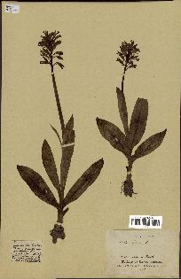 spécimen de Orchis militaris