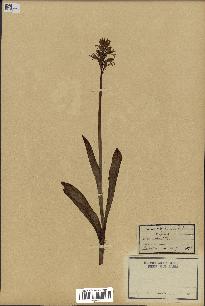 spécimen de Orchis militaris