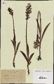 spécimen de Orchis militaris