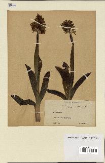 spécimen de Orchis militaris