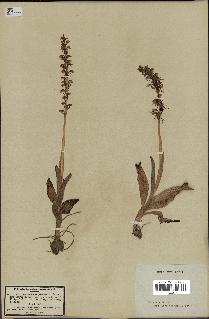 spécimen de Orchis anthropophora