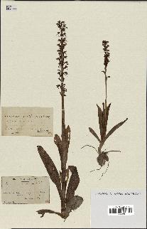 spécimen de Orchis anthropophora