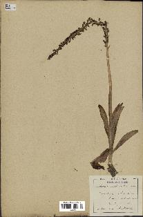 spécimen de Orchis anthropophora