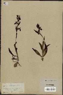 spécimen de Ophrys scolopax