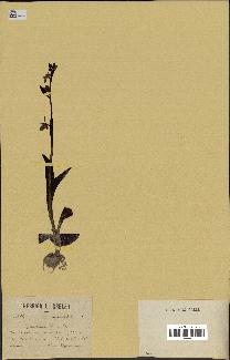spécimen de Ophrys scolopax