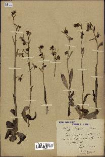 spécimen de Ophrys scolopax