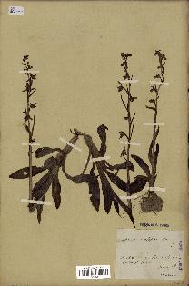 spécimen de Ophrys scolopax