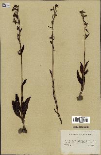 spécimen de Ophrys scolopax