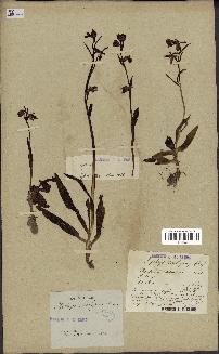 spécimen de Ophrys scolopax