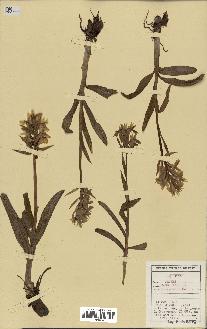 spécimen de Orchis sambucina