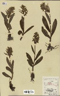 spécimen de Orchis sambucina