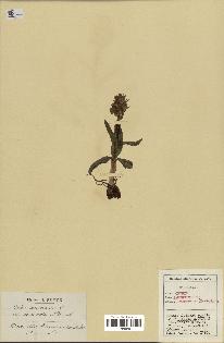 spécimen de Orchis sambucina