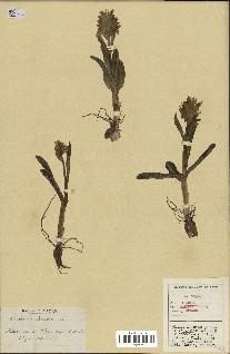 spécimen de Orchis sambucina