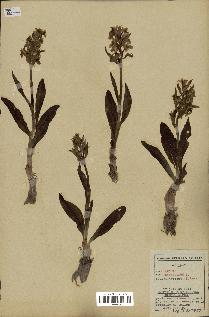 spécimen de Orchis sambucina