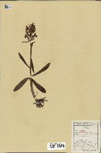 spécimen de Orchis sambucina