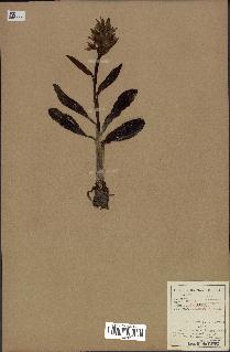 spécimen de Orchis sambucina