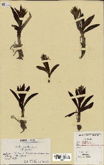 spécimen de Orchis sambucina