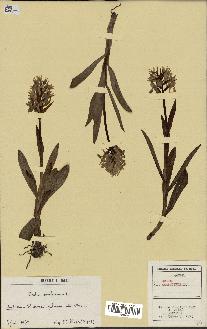 spécimen de Orchis sambucina