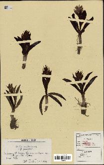 spécimen de Orchis sambucina