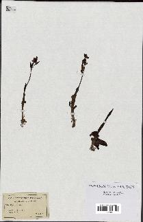 spécimen de Ophrys lutea